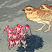 Hiroshi Yoshida Gallery